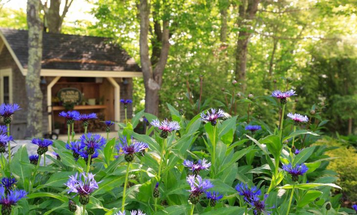 Gardens with flowers