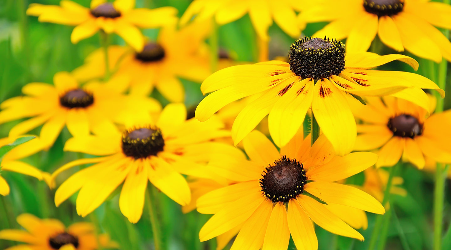 Spring Flowers in Camden, Maine