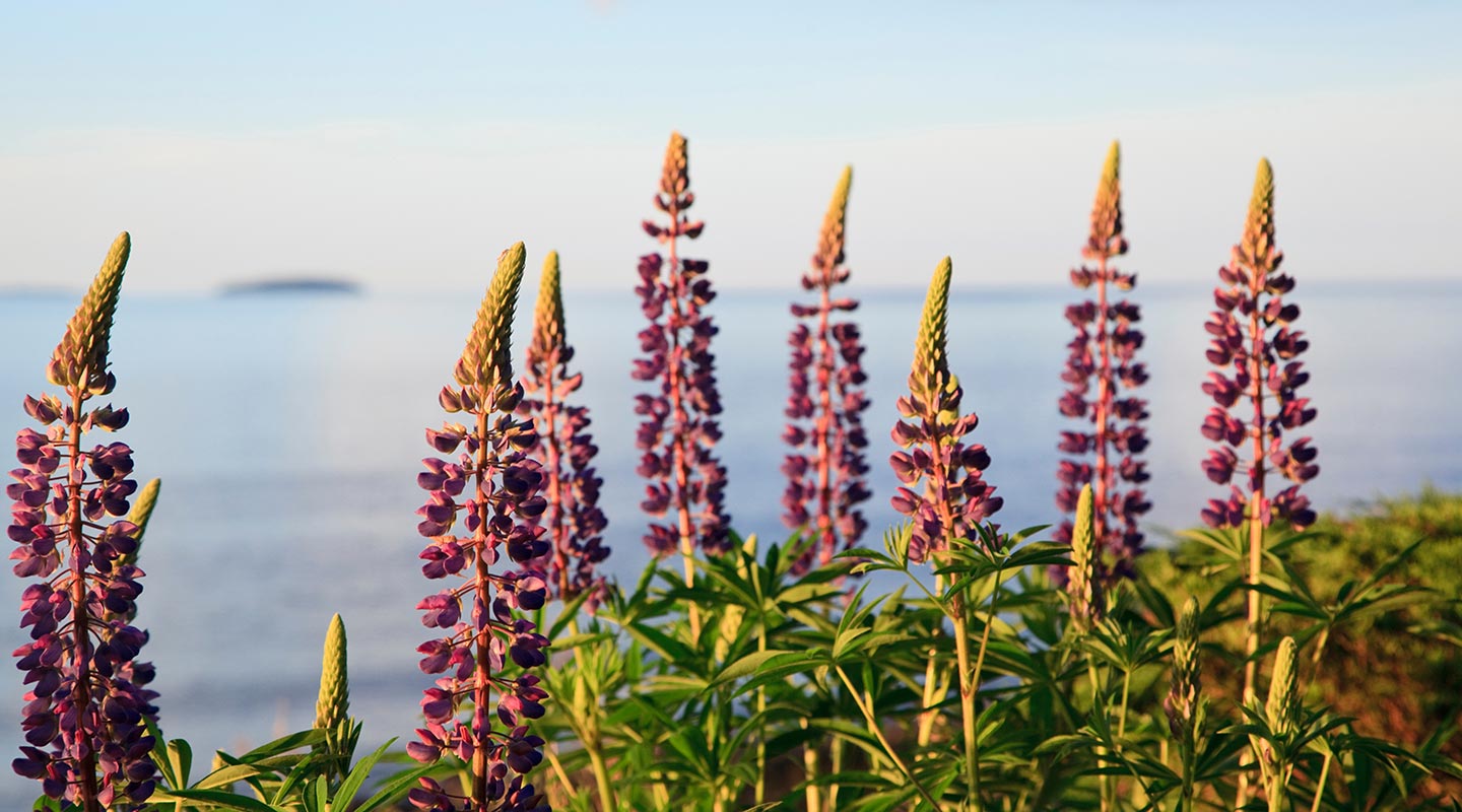 Flowers at The Inn at Sunrise Point