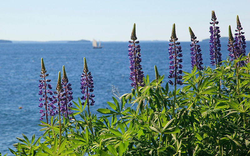 gardens at stunning oceanfront venue in Maine